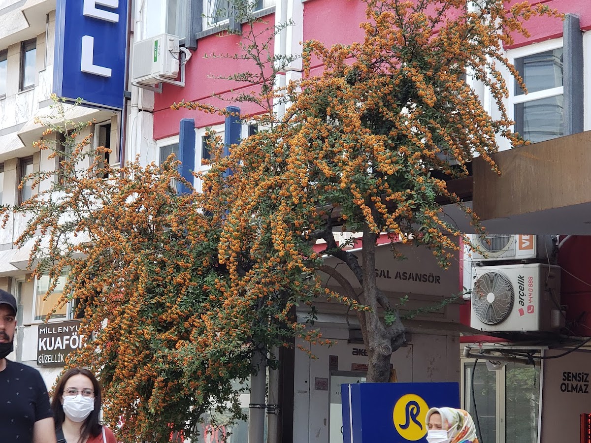 Limon Bazaar