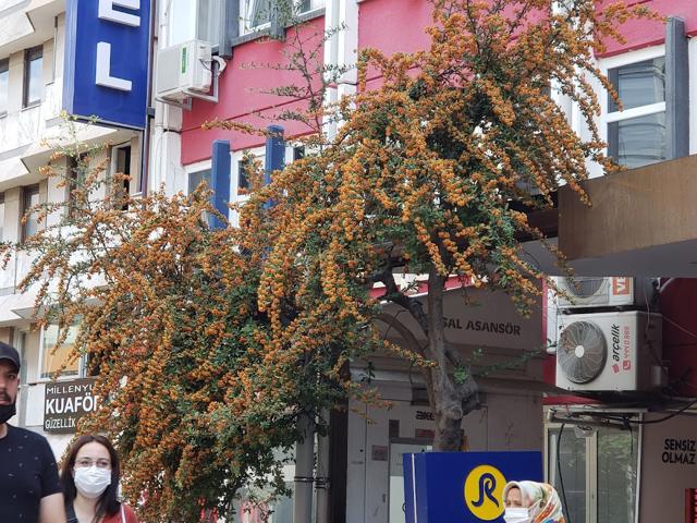 Limon Bazaar — Kızılay mağaza
